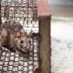 Pest Control Mastery: Eradicating Rats Effectively