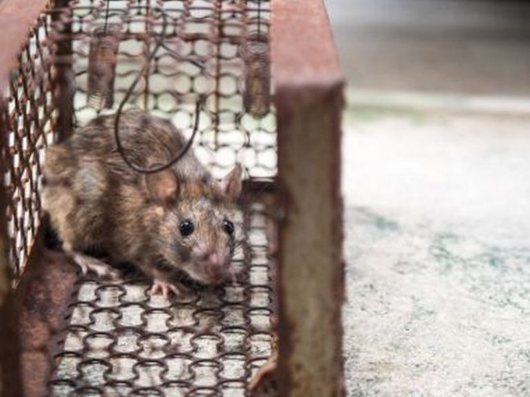 Pest Control Mastery: Eradicating Rats Effectively