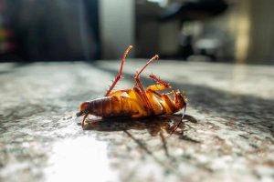 Affordable Cockroach Control Services for Sydney